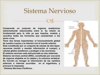 
Sistema Nervioso
Comprende un conjunto de órganos anatómicos
estrechamente relacionados entre sí. Su misión es
fundamental para la vida ya que impulsa, modula y
coordina todas las funciones que caracterizan a los
seres vivos.
Tiene dos tareas importantes: el funcionamiento global
de nuestro cuerpo y la relación con el mundo exterior.
Está constituido por un conjunto de células de dos tipos:
neuronas (recibir y mandar información al cuerpo); y
células gliales (sostienen y protegen a las neuronas).
El sistema nervioso está estructurado en dos sistemas:
Sistema nervioso central (SNC), constituido por una serie
de órganos alojados en la cabeza y la columna vertebral.
Su función es recoger la información de los cambios
externos e internos ocurridos en el organismo, y
provoca la respuesta.
· Sistema Nervioso Periférico .
 