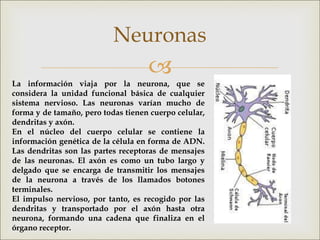 
Neuronas
La información viaja por la neurona, que se
considera la unidad funcional básica de cualquier
sistema nervioso. Las neuronas varían mucho de
forma y de tamaño, pero todas tienen cuerpo celular,
dendritas y axón.
En el núcleo del cuerpo celular se contiene la
información genética de la célula en forma de ADN.
Las dendritas son las partes receptoras de mensajes
de las neuronas. El axón es como un tubo largo y
delgado que se encarga de transmitir los mensajes
de la neurona a través de los llamados botones
terminales.
El impulso nervioso, por tanto, es recogido por las
dendritas y transportado por el axón hasta otra
neurona, formando una cadena que finaliza en el
órgano receptor.
 