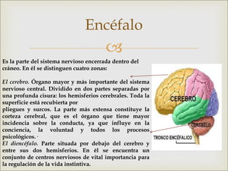 
Encéfalo
Es la parte del sistema nervioso encerrada dentro del
cráneo. En él se distinguen cuatro zonas:
El cerebro. Órgano mayor y más importante del sistema
nervioso central. Dividido en dos partes separadas por
una profunda cisura: los hemisferios cerebrales. Toda la
superficie está recubierta por
pliegues y surcos. La parte más extensa constituye la
corteza cerebral, que es el órgano que tiene mayor
incidencia sobre la conducta, ya que influye en la
conciencia, la voluntad y todos los procesos
psicológicos.·
El diencéfalo. Parte situada por debajo del cerebro y
entre sus dos hemisferios. En él se encuentra un
conjunto de centros nerviosos de vital importancia para
la regulación de la vida instintiva.
 