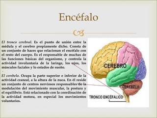 
Encéfalo
El tronco cerebral. Es el punto de unión entre la
médula y el cerebro propiamente dicho. Consta de
un conjunto de haces que relacionan el encéfalo con
el resto del cuerpo. Es el responsable de muchas de
las funciones básicas del organismo, y controla la
actividad involuntaria de la laringe, los ojos, los
músculos faciales y lo estados de sueño.
·
El cerebelo. Ocupa la parte superior e inferior de la
actividad craneal, a la altura de la nuca. En él reside
un conjunto de centros nerviosos responsables de la
modulación del movimiento muscular, la postura y
el equilibrio. Está relacionado con la coordinación de
la actividad motora, en especial los movimientos
voluntarios.
 