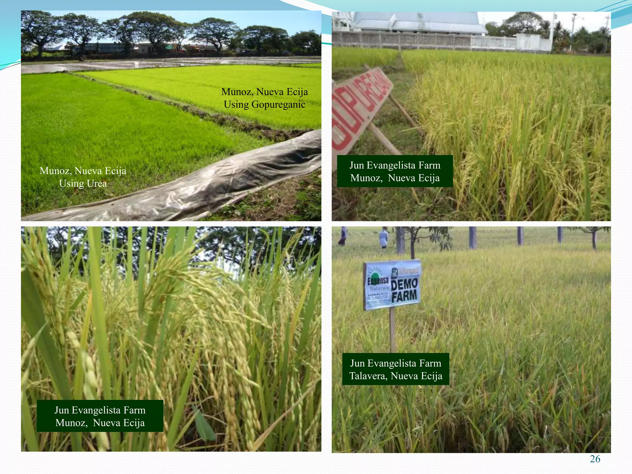 26
Munoz, Nueva Ecija
Using Gopureganic
Munoz, Nueva Ecija
Using Urea
Jun Evangelista Farm
Munoz, Nueva Ecija
Jun Evangelista Farm
Munoz, Nueva Ecija
Jun Evangelista Farm
Talavera, Nueva Ecija
 