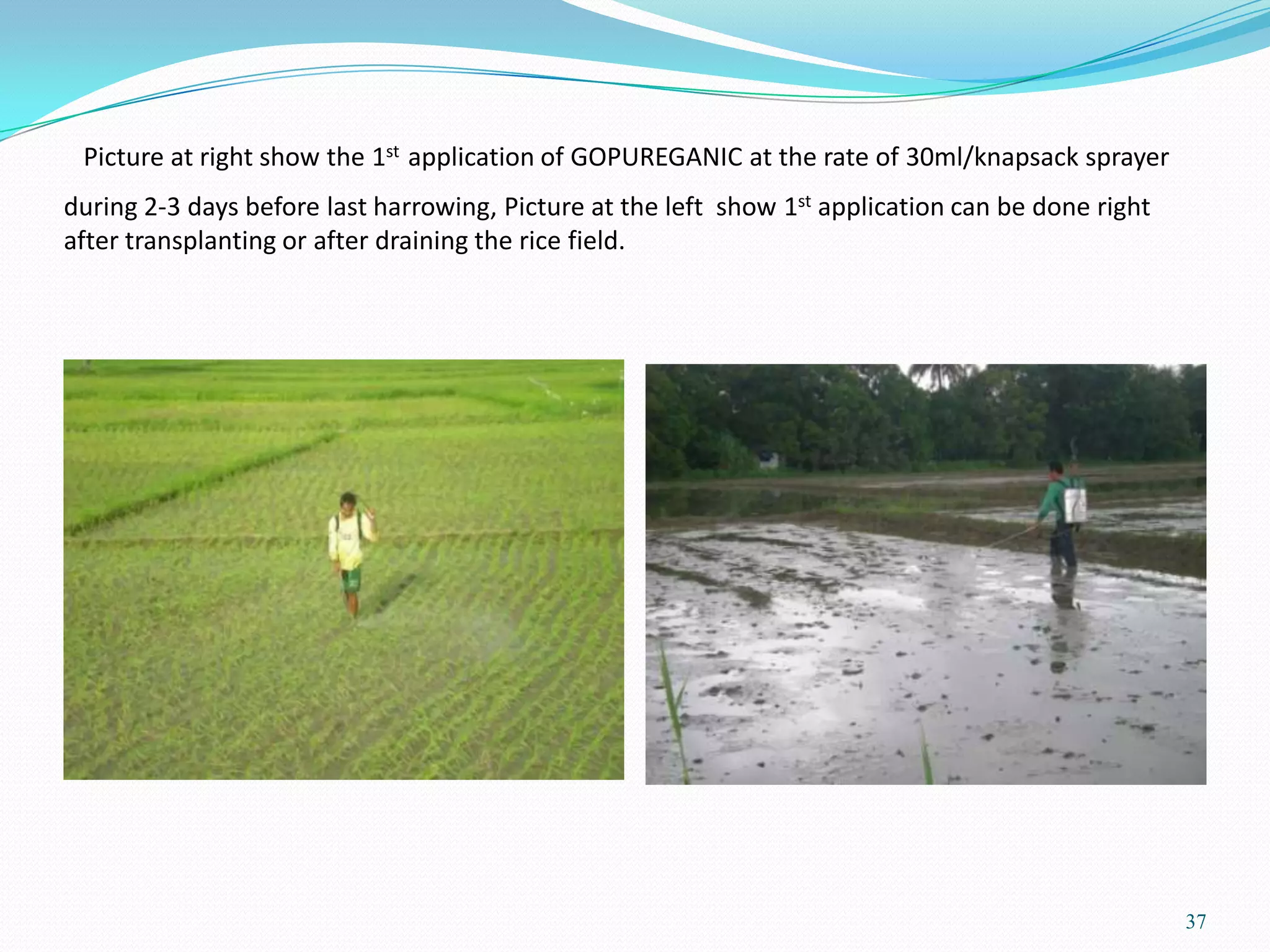 Picture at right show the 1st application of GOPUREGANIC at the rate of 30ml/knapsack sprayer
during 2-3 days before last harrowing, Picture at the left show 1st application can be done right
after transplanting or after draining the rice field.
37
 