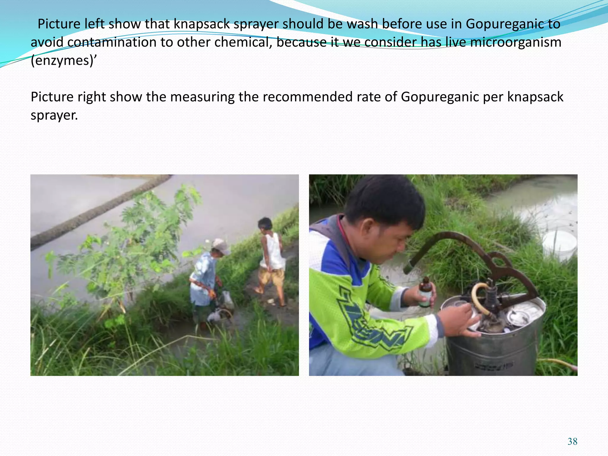 Picture left show that knapsack sprayer should be wash before use in Gopureganic to
avoid contamination to other chemical, because it we consider has live microorganism
(enzymes)’
Picture right show the measuring the recommended rate of Gopureganic per knapsack
sprayer.
38
 