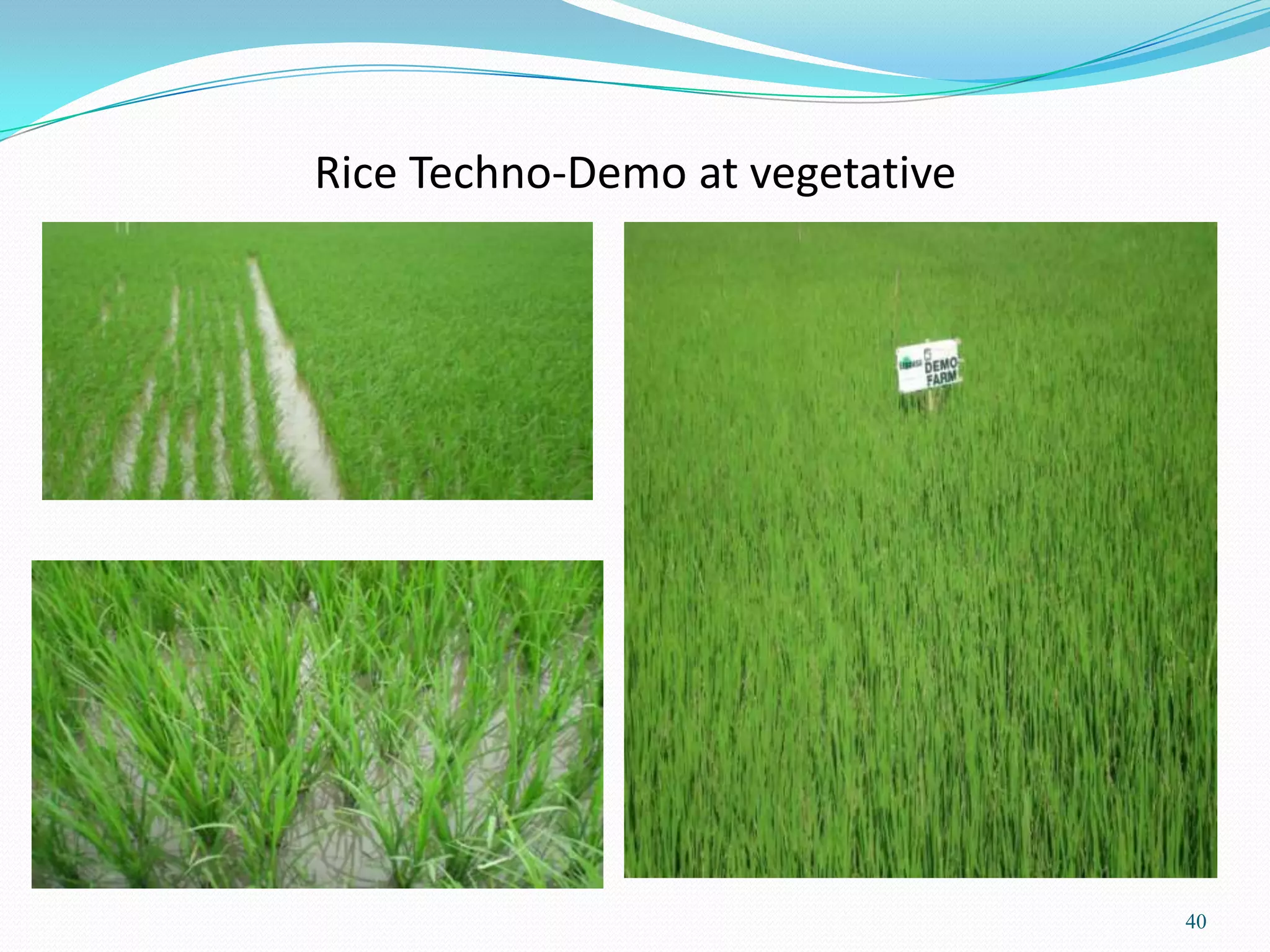 Rice Techno-Demo at vegetative
40
 