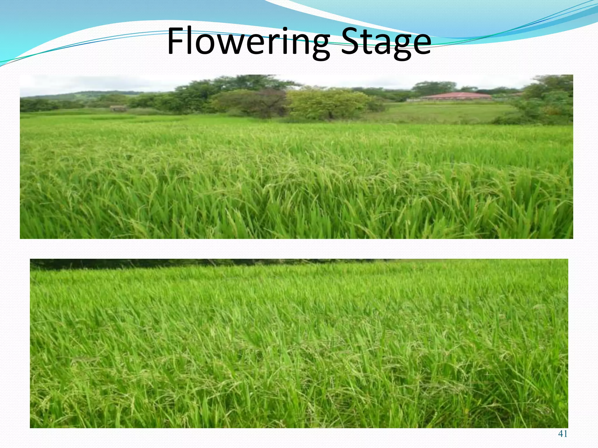 Flowering Stage
41
 