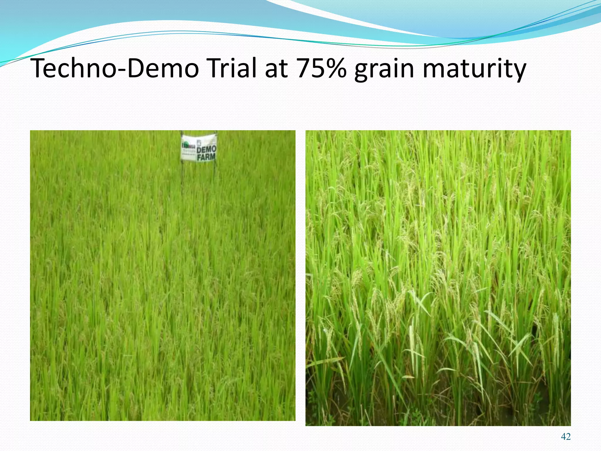 Techno-Demo Trial at 75% grain maturity
42
 