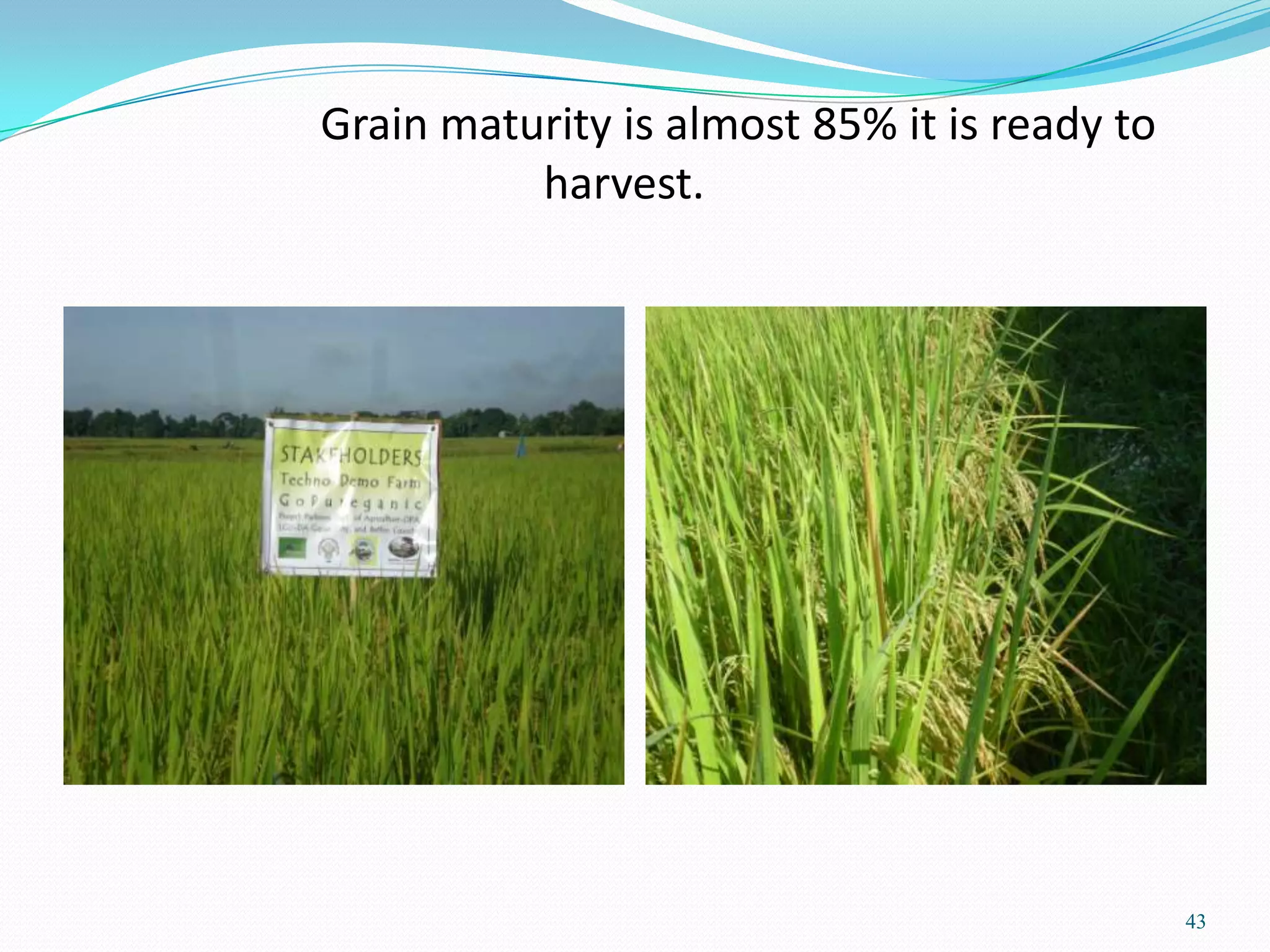Grain maturity is almost 85% it is ready to
harvest.
43
 