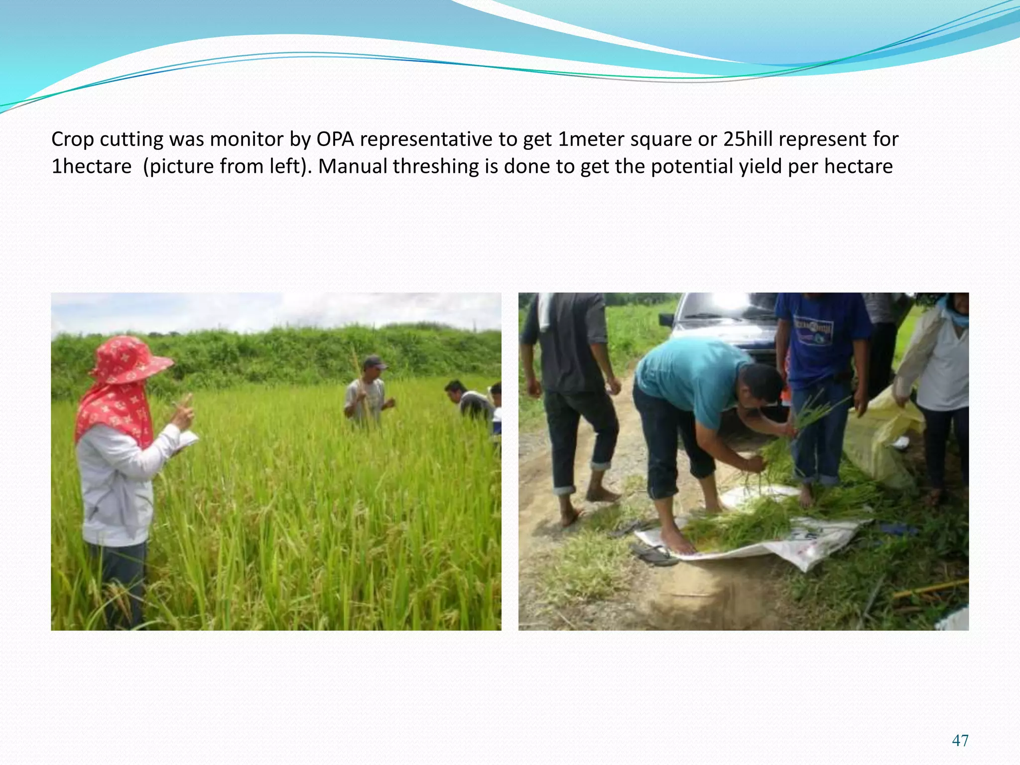 Crop cutting was monitor by OPA representative to get 1meter square or 25hill represent for
1hectare (picture from left). Manual threshing is done to get the potential yield per hectare
47
 