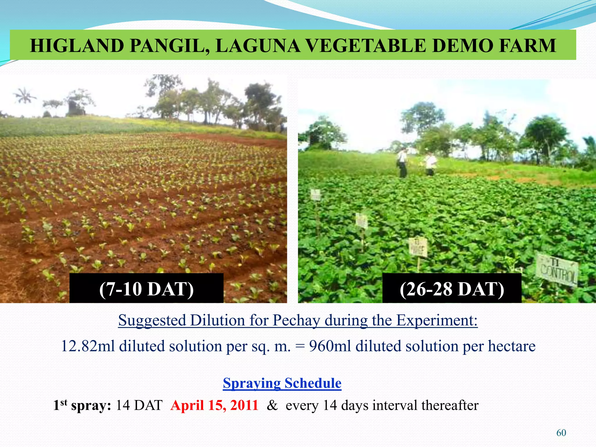 60
HIGLAND PANGIL, LAGUNA VEGETABLE DEMO FARM
(7-10 DAT) (26-28 DAT)
Suggested Dilution for Pechay during the Experiment:
12.82ml diluted solution per sq. m. = 960ml diluted solution per hectare
Spraying Schedule
1st spray: 14 DAT April 15, 2011 & every 14 days interval thereafter
 