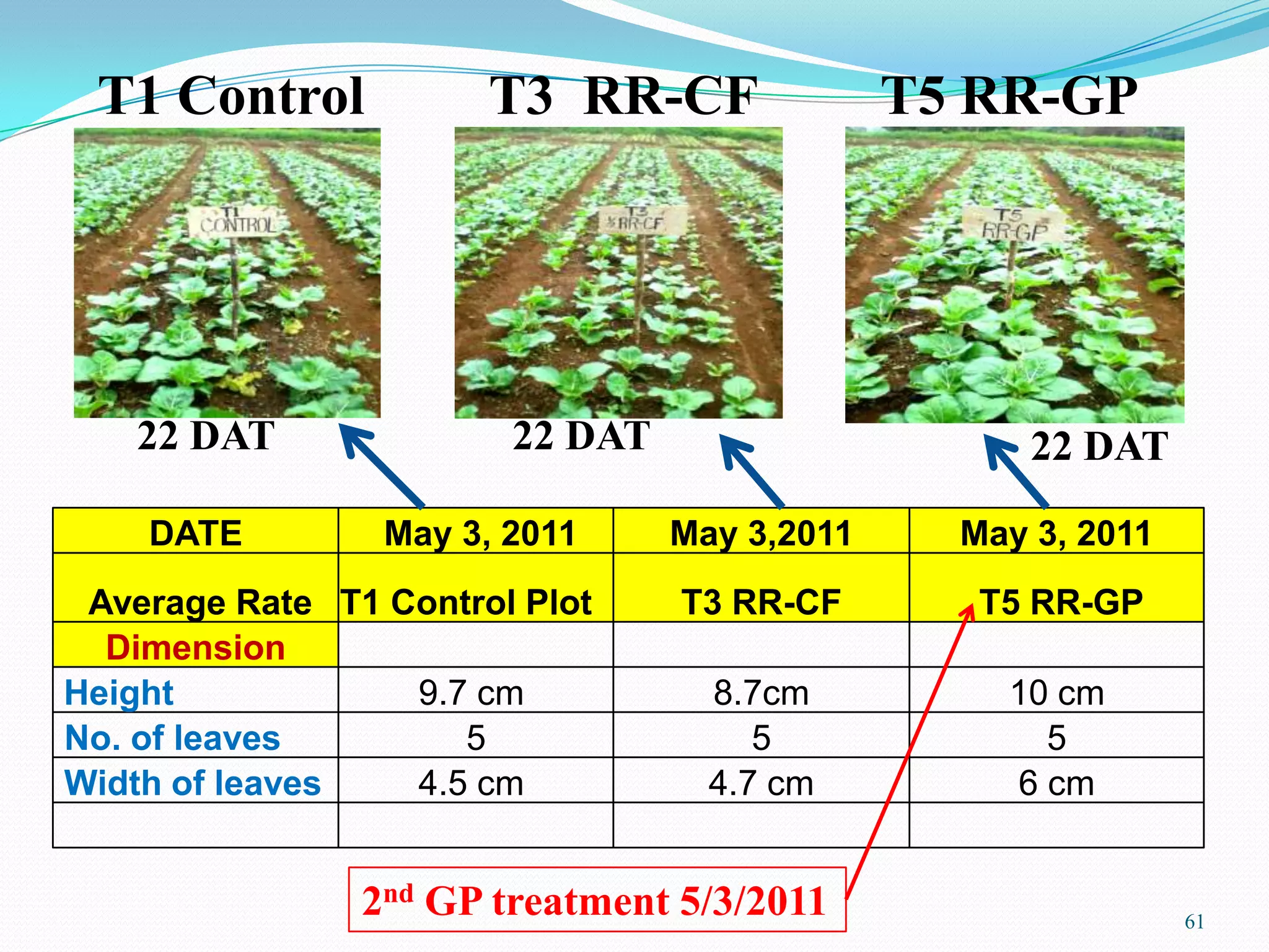 T1 Control
61
DATE May 3, 2011 May 3,2011 May 3, 2011
Average Rate T1 Control Plot T3 RR-CF T5 RR-GP
Dimension
Height 9.7 cm 8.7cm 10 cm
No. of leaves 5 5 5
Width of leaves 4.5 cm 4.7 cm 6 cm
T3 RR-CF T5 RR-GP
22 DAT 22 DAT 22 DAT
2nd GP treatment 5/3/2011
 