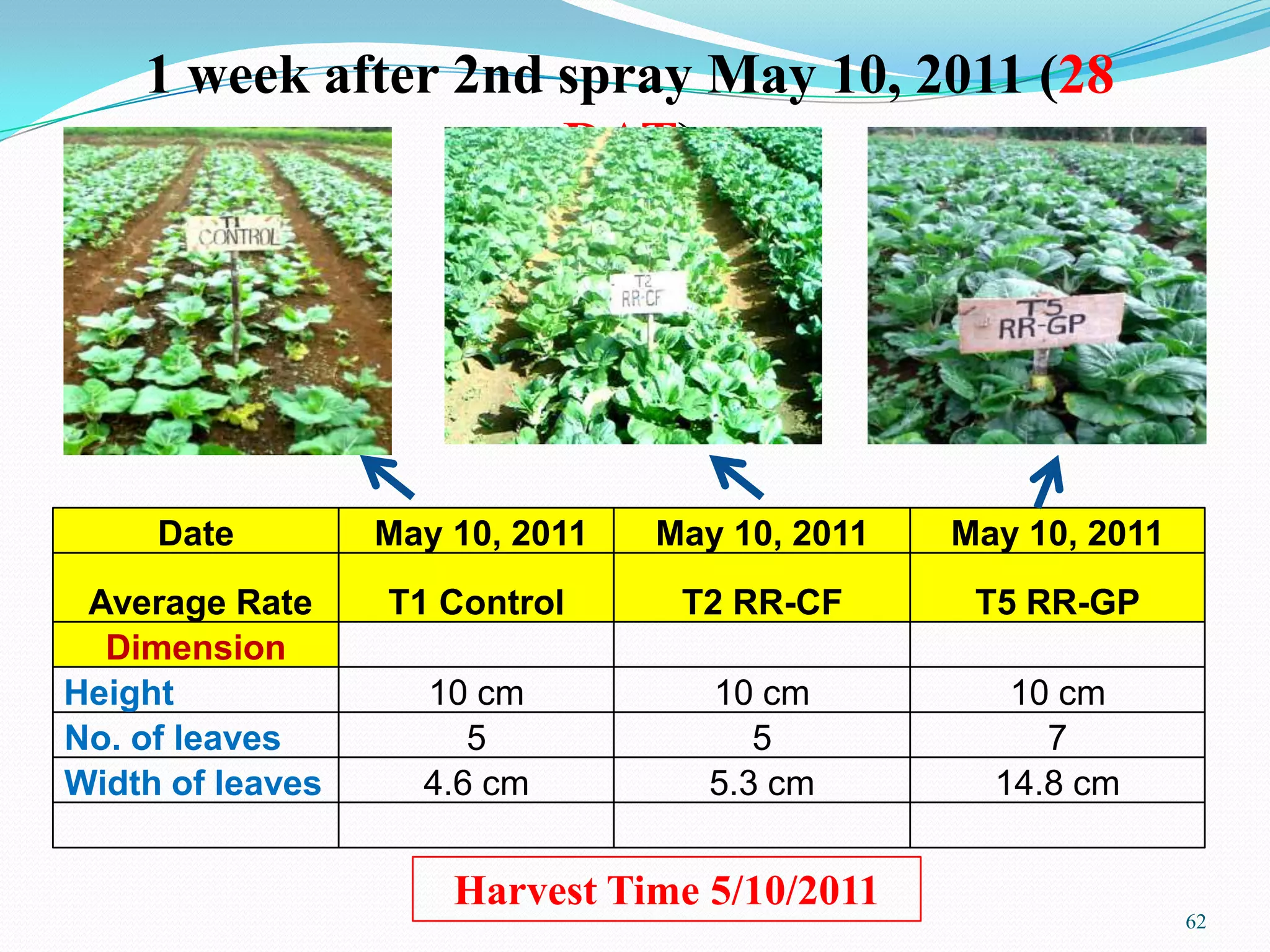 62
1 week after 2nd spray May 10, 2011 (28
DAT)
Date May 10, 2011 May 10, 2011 May 10, 2011
Average Rate T1 Control T2 RR-CF T5 RR-GP
Dimension
Height 10 cm 10 cm 10 cm
No. of leaves 5 5 7
Width of leaves 4.6 cm 5.3 cm 14.8 cm
Harvest Time 5/10/2011
 
