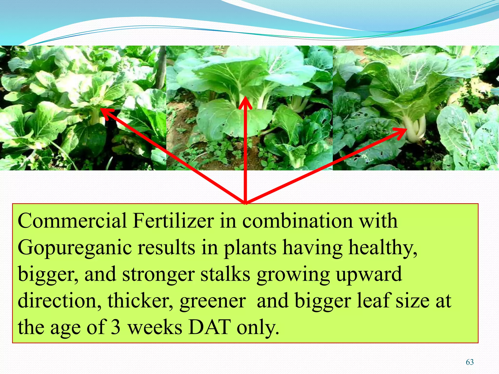 Commercial Fertilizer in combination with
Gopureganic results in plants having healthy,
bigger, and stronger stalks growing upward
direction, thicker, greener and bigger leaf size at
the age of 3 weeks DAT only.
63
 