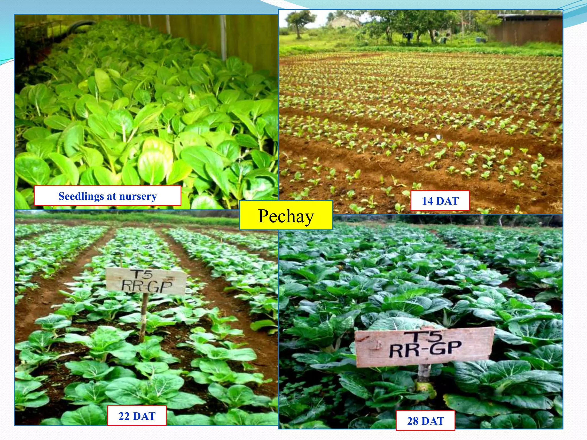67
Pechay
28 DAT22 DAT
14 DATSeedlings at nursery
 