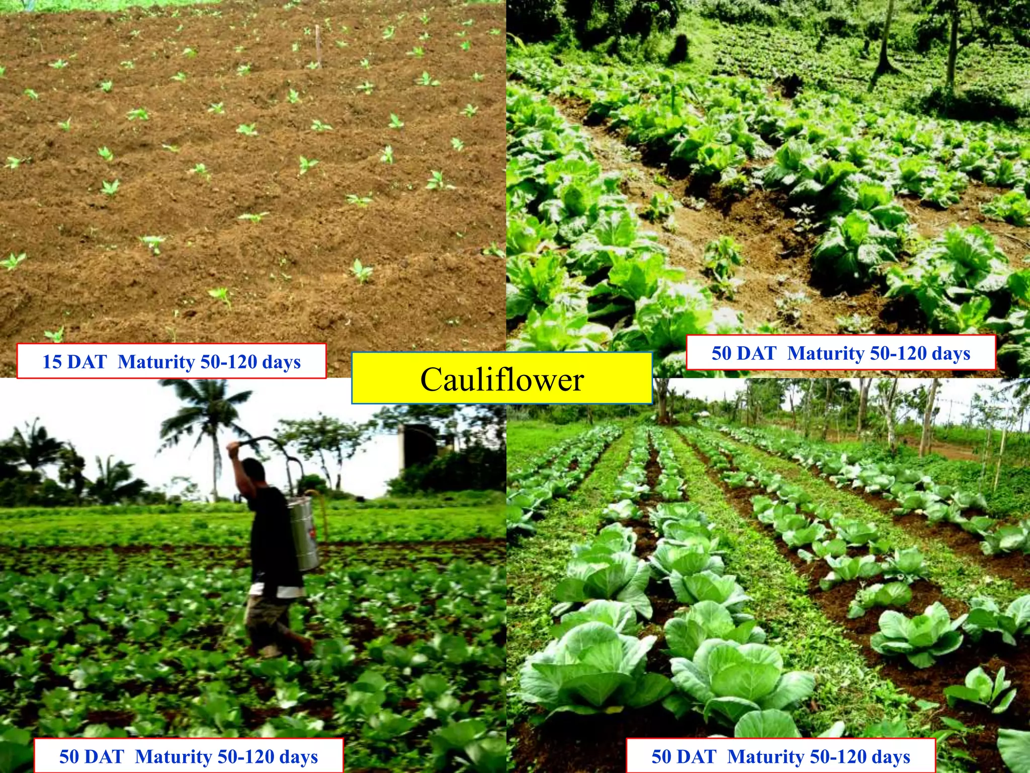 69
Cauliflower
15 DAT Maturity 50-120 days
50 DAT Maturity 50-120 days
50 DAT Maturity 50-120 days
50 DAT Maturity 50-120 days
 