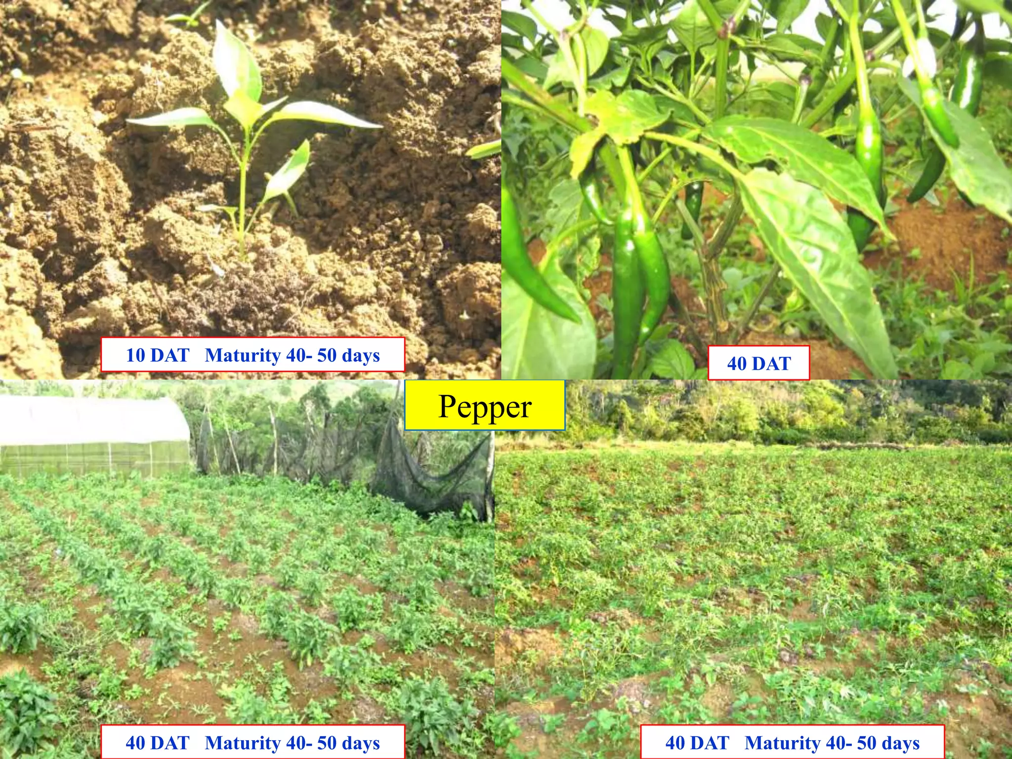 Pepper
40 DAT Maturity 40- 50 days 40 DAT Maturity 40- 50 days
10 DAT Maturity 40- 50 days 40 DAT
 