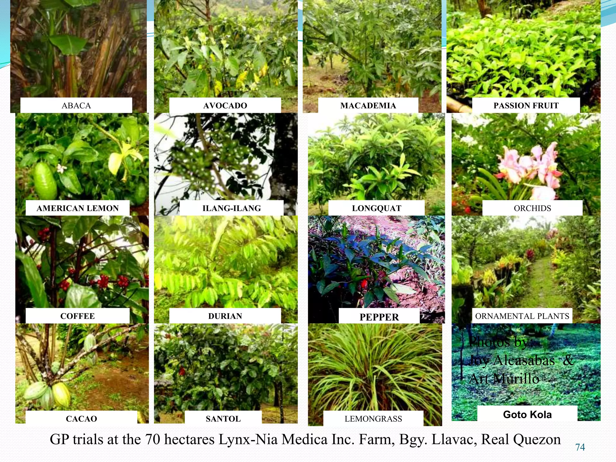 ABACA
AMERICAN LEMON
COFFEE
ILANG-ILANG
CACAO
AVOCADO
DURIAN
SANTOL
MACADEMIA
LONGQUAT
PEPPER
LEMONGRASS
PASSION FRUIT
ORCHIDS
ORNAMENTAL PLANTS
Photos by:
Joy Alcasabas &
Art Murillo
Goto Kola
GP trials at the 70 hectares Lynx-Nia Medica Inc. Farm, Bgy. Llavac, Real Quezon 74
 