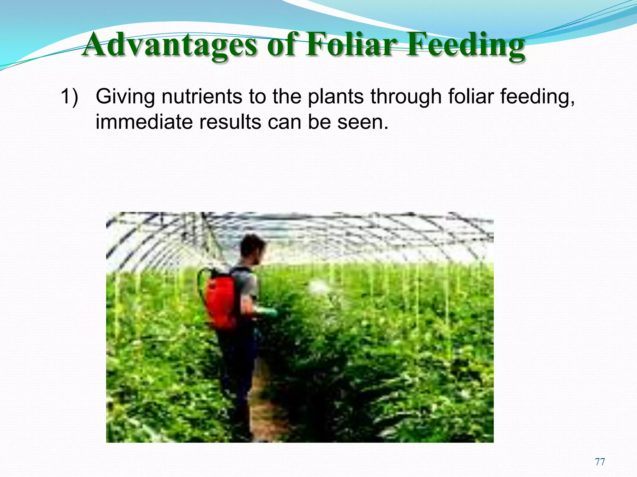 1) Giving nutrients to the plants through foliar feeding,
immediate results can be seen.
Advantages of Foliar Feeding
77
 