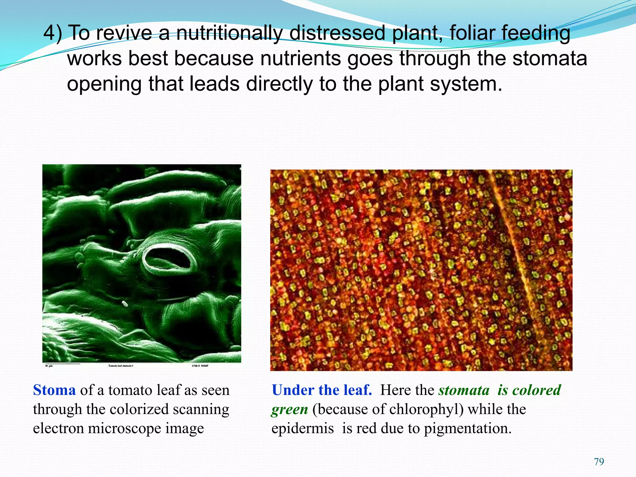 4) To revive a nutritionally distressed plant, foliar feeding
works best because nutrients goes through the stomata
opening that leads directly to the plant system.
Stoma of a tomato leaf as seen
through the colorized scanning
electron microscope image
Under the leaf. Here the stomata is colored
green (because of chlorophyl) while the
epidermis is red due to pigmentation.
79
 