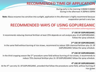 14
RECOMMENDED TIME OF APPLICATION
During early in the morning 5:00AM-9:00AM
During in the afternoon 4:30PM-6:30PM
Note: Abaca enzymes has sensitive into sunlight, application in the afternoon is highly recommend because
evaporation period is very low.
RECOMMENDED WAYS OF USING GOPUREGANIC
(Yield depends on soil condition and farming practices)
1st USE OF GOPUREGANIC:
It recommends reducing chemical fertilizer at least 25% depends on soil analysis plus 1li of GOPUREGANIC.
Follow the spray schedule.
2nd USE OF GOPUREGANIC:
In the same field without burning of rice straws, recommend to reduce 50% chemical fertilizer plus 1li. Of
GOPUREGANIC follow the spray schedule.
3rd USE OF GOPUREGANIC:
In the third cropping season like 2nd procedure same field without burning of rice straws, it recommends to
reduce 75% chemical fertilizer plus 1li. Of GOPUREGANIC follow the spray schedule.
4th USE OF GOPUREGANIC:
At the 4th use only 1li. Of GOPUREGANIC, provided that follow the procedures same field, without burning of
rice straws
 