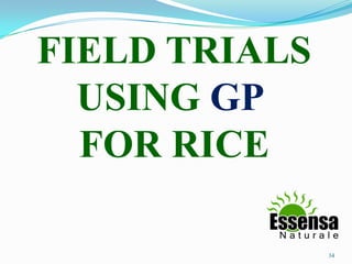 FIELD TRIALS
USING GP
FOR RICE
34
 