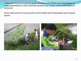 Picture left show that knapsack sprayer should be wash before use in Gopureganic to
avoid contamination to other chemical, because it we consider has live microorganism
(enzymes)’
Picture right show the measuring the recommended rate of Gopureganic per knapsack
sprayer.
38
 