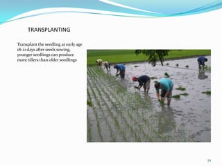 TRANSPLANTING
Transplant the seedling at early age
18-21 days after seeds sowing,
younger seedlings can produce
more tillers than older seedlings
39
 