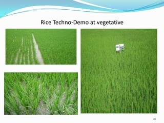 Rice Techno-Demo at vegetative
40
 