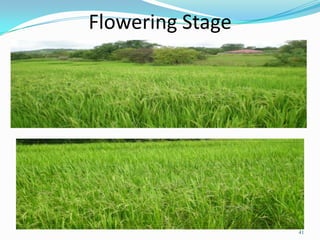 Flowering Stage
41
 