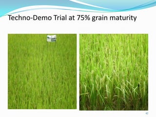 Techno-Demo Trial at 75% grain maturity
42
 