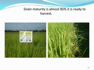 Grain maturity is almost 85% it is ready to
harvest.
43
 