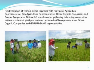 Field visitation of Techno-Demo together with Provincial Agriculture
Representative, City Agriculture Representative, Other Organic Companies and
Farmer Cooperator. Picture left are shows for gathering data using crop cut to
estimate potential yield per hectare, perform by OPA representative, Other
Organic Companies and GOPUREGANIC representative.
44
 