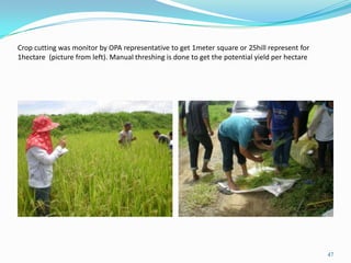 Crop cutting was monitor by OPA representative to get 1meter square or 25hill represent for
1hectare (picture from left). Manual threshing is done to get the potential yield per hectare
47
 