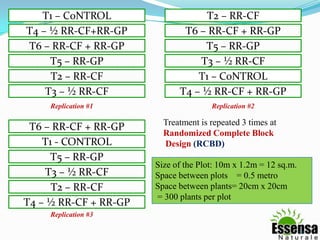 T1 – C0NTROL
T4 – ½ RR-CF+RR-GP
T6 – RR-CF + RR-GP
T5 – RR-GP
T2 – RR-CF
T3 – ½ RR-CF
T2 – RR-CF
T6 – RR-CF + RR-GP
T5 – RR-GP
T3 – ½ RR-CF
T1 – C0NTROL
T4 – ½ RR-CF + RR-GP
T6 – RR-CF + RR-GP
T1 - CONTROL
T5 – RR-GP
T3 – ½ RR-CF
T2 – RR-CF
T4 – ½ RR-CF + RR-GP
Replication #1 Replication #2
Replication #3
Treatment is repeated 3 times at
Randomized Complete Block
Design (RCBD)
Size of the Plot: 10m x 1.2m = 12 sq.m.
Space between plots = 0.5 metro
Space between plants= 20cm x 20cm
= 300 plants per plot
59
 