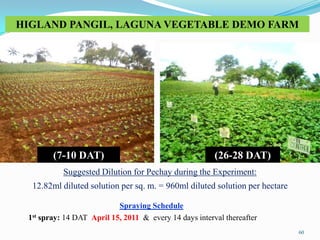 60
HIGLAND PANGIL, LAGUNA VEGETABLE DEMO FARM
(7-10 DAT) (26-28 DAT)
Suggested Dilution for Pechay during the Experiment:
12.82ml diluted solution per sq. m. = 960ml diluted solution per hectare
Spraying Schedule
1st spray: 14 DAT April 15, 2011 & every 14 days interval thereafter
 