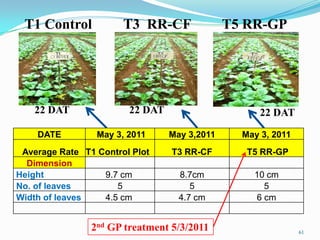 T1 Control
61
DATE May 3, 2011 May 3,2011 May 3, 2011
Average Rate T1 Control Plot T3 RR-CF T5 RR-GP
Dimension
Height 9.7 cm 8.7cm 10 cm
No. of leaves 5 5 5
Width of leaves 4.5 cm 4.7 cm 6 cm
T3 RR-CF T5 RR-GP
22 DAT 22 DAT 22 DAT
2nd GP treatment 5/3/2011
 