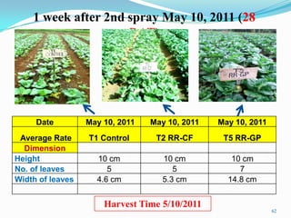 62
1 week after 2nd spray May 10, 2011 (28
DAT)
Date May 10, 2011 May 10, 2011 May 10, 2011
Average Rate T1 Control T2 RR-CF T5 RR-GP
Dimension
Height 10 cm 10 cm 10 cm
No. of leaves 5 5 7
Width of leaves 4.6 cm 5.3 cm 14.8 cm
Harvest Time 5/10/2011
 