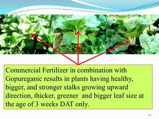Commercial Fertilizer in combination with
Gopureganic results in plants having healthy,
bigger, and stronger stalks growing upward
direction, thicker, greener and bigger leaf size at
the age of 3 weeks DAT only.
63
 
