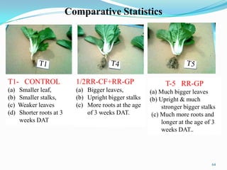 1/2RR-CF+RR-GP
(a) Bigger leaves,
(b) Upright bigger stalks
(c) More roots at the age
of 3 weeks DAT.
T1- CONTROL
(a) Smaller leaf,
(b) Smaller stalks,
(c) Weaker leaves
(d) Shorter roots at 3
weeks DAT
T-5 RR-GP
(a) Much bigger leaves
(b) Upright & much
stronger bigger stalks
(c) Much more roots and
longer at the age of 3
weeks DAT..
Comparative Statistics
64
 