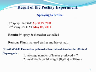 65
Result of the Pechay Experiment:
Spraying Schedule
1st spray: 14 DAT April 15, 2011
2nd spray: 22 DAT May 03, 2011
Result: 3rd spray & thereafter cancelled
Reason: Plants matured earlier and harvested..
Growth &Yield Parameters gathered at harvest to determine the effects of
Gopureganic:
1. average number of leaves produced = 7
2. marketable yield weight (Kg/ha) = 30 tons
 