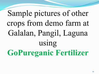 66
Sample pictures of other
crops from demo farm at
Galalan, Pangil, Laguna
using
GoPureganic Fertilizer
 