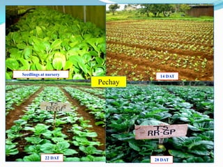 67
Pechay
28 DAT22 DAT
14 DATSeedlings at nursery
 