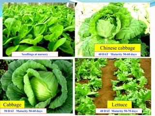 68
Chinese cabbage
Lettuce
Seedlings at nursery 40 DAT Maturity 50-60 days
40 DAT Maturity 50-70 days
Cabbage
50 DAT Maturity 50-60 days
 