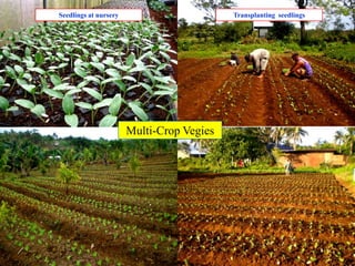 71
Multi-Crop Vegies
Seedlings at nursery Transplanting seedlings
 