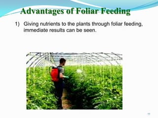 1) Giving nutrients to the plants through foliar feeding,
immediate results can be seen.
Advantages of Foliar Feeding
77
 
