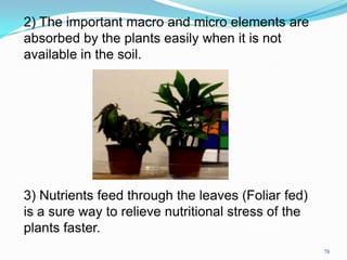 3) Nutrients feed through the leaves (Foliar fed)
is a sure way to relieve nutritional stress of the
plants faster.
2) The important macro and micro elements are
absorbed by the plants easily when it is not
available in the soil.
78
 