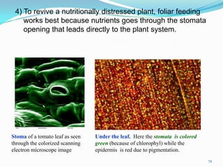 4) To revive a nutritionally distressed plant, foliar feeding
works best because nutrients goes through the stomata
opening that leads directly to the plant system.
Stoma of a tomato leaf as seen
through the colorized scanning
electron microscope image
Under the leaf. Here the stomata is colored
green (because of chlorophyl) while the
epidermis is red due to pigmentation.
79
 
