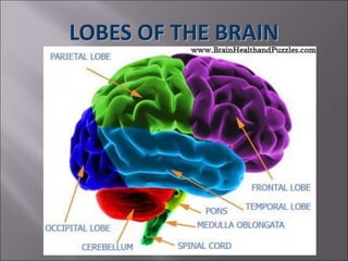LOBES OF THE BRAIN
 