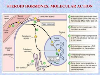 STEROID HORMONES: MOLECULAR ACTION
 