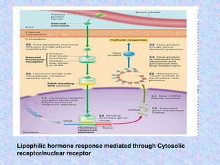 Lipophilic hormone response mediated through Cytosolic
receptor/nuclear receptor
 