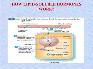 HOW LIPID-SOLUBLE HORMONES
WORK?
 